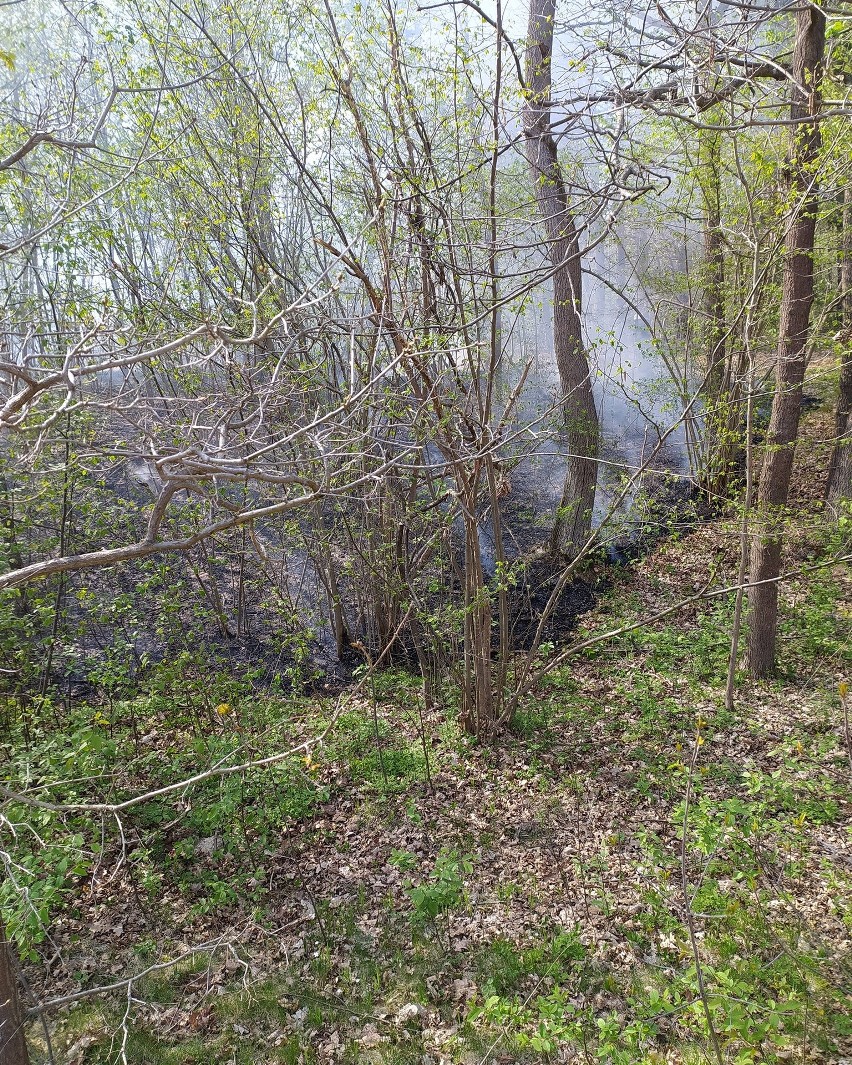  W sobotę zapaliło się poszycie leśne w Rzucowie na terenie gminy Borkowice. Pożar gasiły trzy jednostki  straży