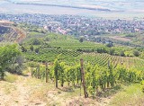 Tokaj i Eger - krainy winem płynące           