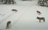 Wataha wilków w Drawieńskim Parku Narodowym. Zobacz nagranie i zdjęcia!