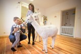 Alpaki terapeuciaki w "Kurce z podwórka". Ekologiczna placówka oswaja dzieci ze zwierzętami