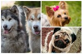 Światowy Dzień Psa 2021. Nasi Czytelnicy pochwalili się zdjęciami swoich czworonogów [ZDJĘCIA]
