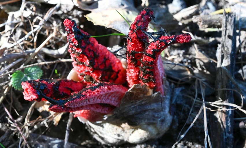 Niesamowicie rzadkie grzyby, wydzielające zapach padliny, wyrosły pod Kielcami. Tak wyglądają okratki australijskie. Zobacz zdjęcia i film 
