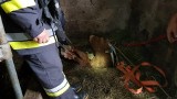 Lebiedzin. Strażacy uratowali byka, który wpadł do piwnicy (zdjęcia)