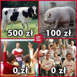 Krowa Plus i Świnia Plus