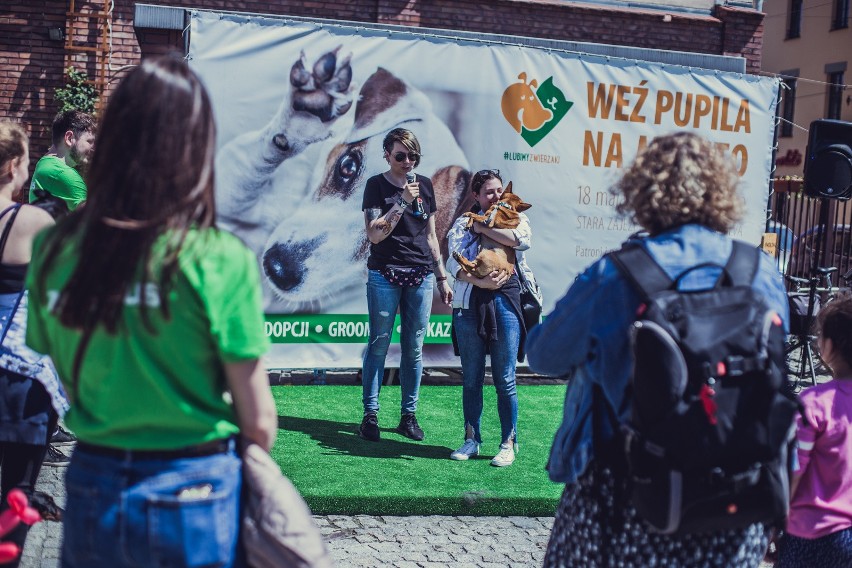 W czasie pandemii koronawirusa zwierzęta również potrzebują pomocy. Jeden procent dla KTOZ uratuje wiele z nich