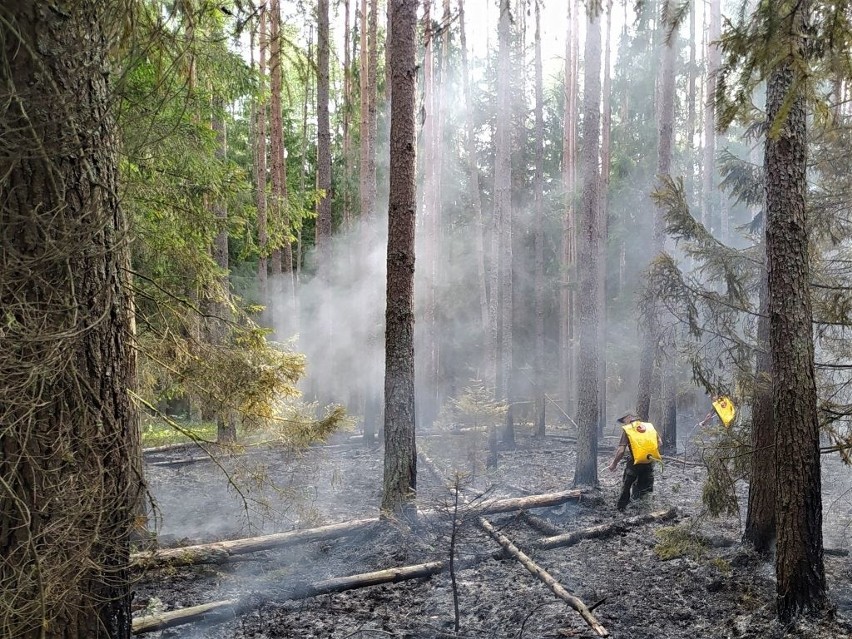 Pożar w Puszczy Białowieskiej. Wszystko wskazuje na podpalenie (zdjęcia)