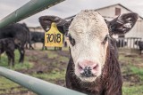 Prawa zwierząt. Byk i krowa mają prawo do konkretnych standardów podróży, nawet jeśli jadą do rzeźni. Zasady transportu bydła