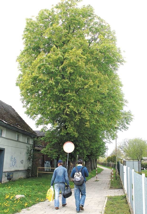 70-letnie drzewa rosną między ulicą 1 Maja i Nadbrzeżną. Czy wkrótce pojadą tędy samochody? 