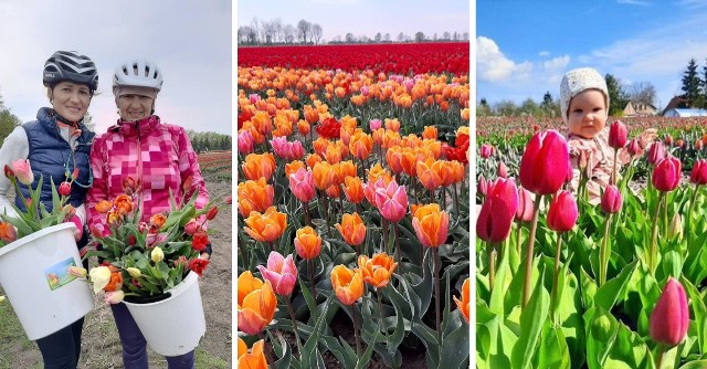 Na polu w Cedrach Wielkich wyrosło pole tulipanów. Można zwiedzać, rwać i kupować...