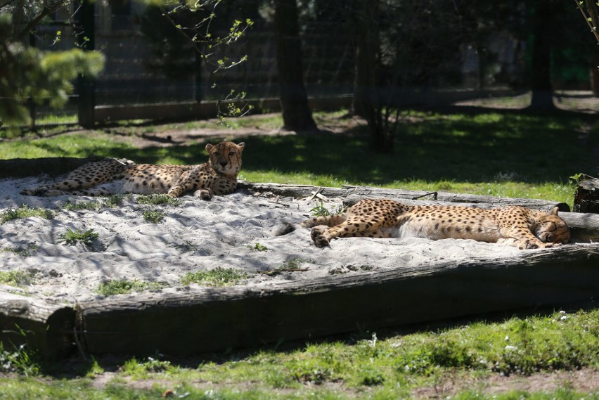 Gepardy ze śląskiego zoo...