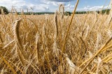 Ukraińskie zboże utrudnia sytuację polskich rolników? Wiceminister rolnictwa Krzysztof Ciecióra odpowiada na zarzuty