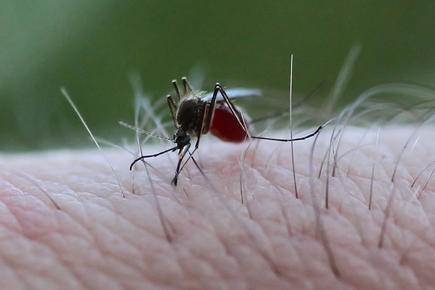 Plaga komarów 2020! W ciągu ostatnich dni kłujących owadów przybyło - jak odstraszyć komary?
