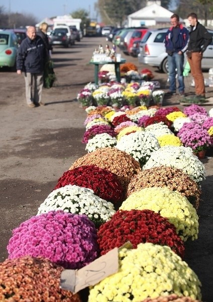 Wszystkich Świętych. Chryzantemy na razie nie drożeją