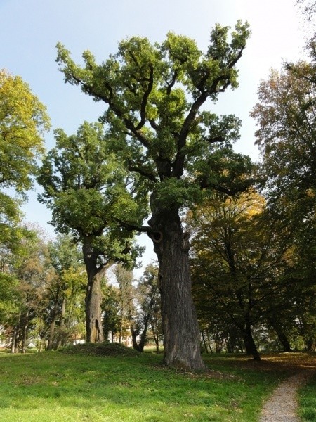 Dąb Józef rośnie w Wiśniowej. Ma 30 metrów wysokości i 675 cm w obwodzie.