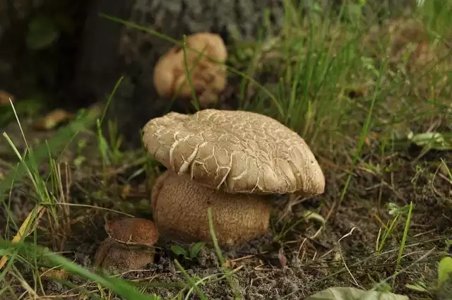 Mały, większy i największy. Trzy prawdziwki wyrosły na posesji Witolda Chmura pod lipą.