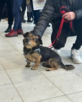 Efekt akcji „Mrozy” w Krakowie. Mieszkańcy dali tymczasowy dom ponad 120 psom. Wiemy, ile z nich wróciło do schroniska