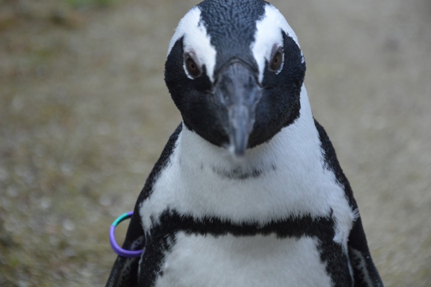 16-miesięczny Janush to gwiazda wrocławskiego zoo