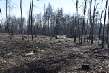 Częstochowa. Kilkaset drzew zostało wyciętych przy alei Marszałkowskiej. Inwestor uzyskał zgodę miasta