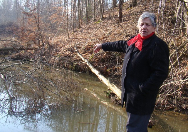 Kazimiera Smolińska ma plantację drzew owocowych tuż przy strumyku. W tym roku o zbiorach może zapomnieć, bo bobry podgryzły większość jej sadzonek. Urzędnicy twierdzą, że nic nie da się zrobić