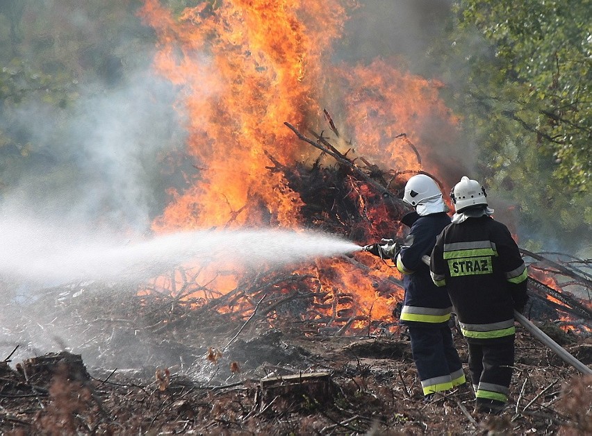 Ćwiczenia strażaków w lesie komunalnym w Grudziądzu