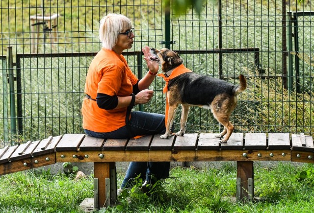 Po przerwie, spowodowanej zdiagnozowaniem u psów kaszlu kennelowego, bydgoskie Schronisko dla Zwierząt wznowiło adopcje i spacery z psami.