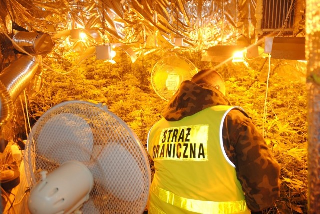 Funkcjonariusze Straży Granicznej współpracując z funkcjonariuszami z Komendy Powiatowej Policji w Sejnach podczas przeszukania jednej z sejneńskich posesji zabezpieczyli znaczne ilości narkotyków.