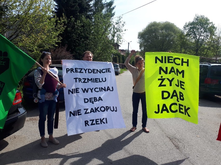 Akcja w obronie dębu Jacek