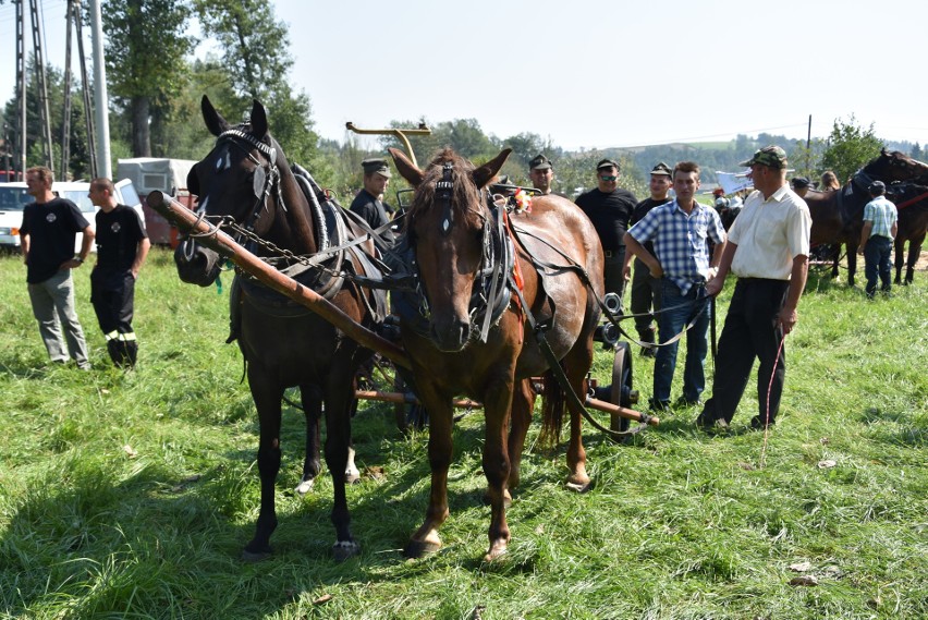 Parada zabytkowych strażackich sikawek konnych przejechała przez Lubczę [ZDJĘCIA]