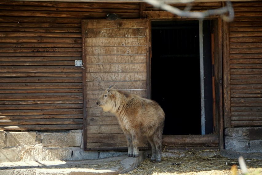 Takin złoty przyszedł na świat we wrocławskim zoo.  Przypomina krzyżówkę kozy, antylopy i niedźwiedzia