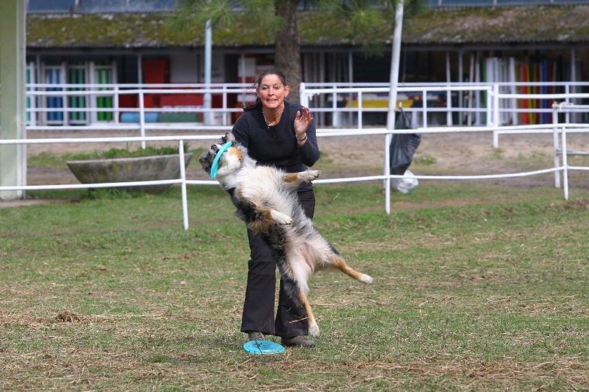 Konkurs psiego freesbie w Opolu.