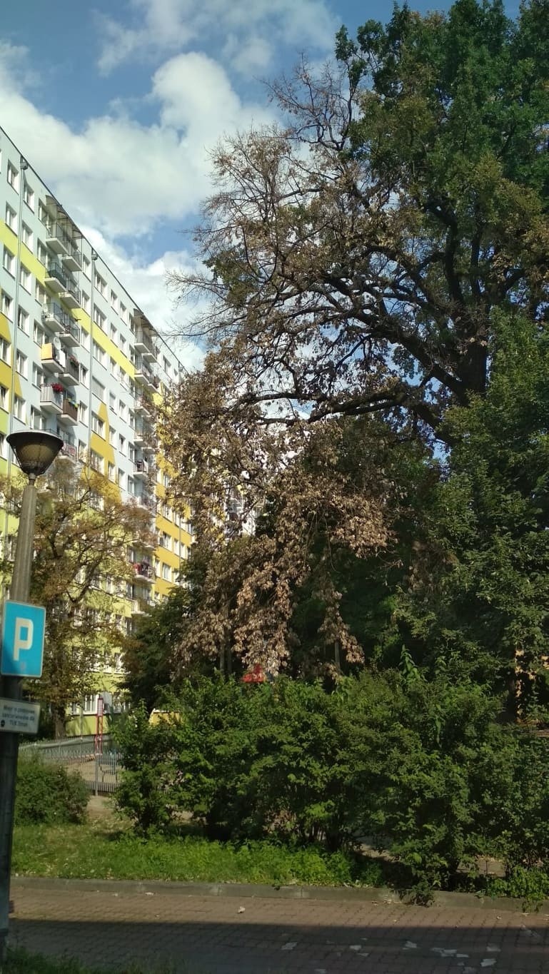 Wydawało się, że drzewo, którego pień znajduje się na...