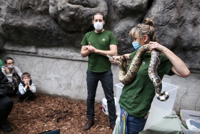W niedzielę 23 stycznia w Starym Zoo odbyło się nietypowe spotkanie z wężami! Wszyscy chętni mogli zobaczyć te niezwykłe zwierzęta z naprawdę bliskiej odległości! Kolejne zdjęcia --->