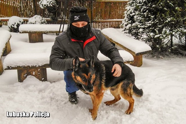 Oskar „służył” w policji blisko 10 lat. Na swoim koncie ma wiele sukcesów. Poniedziałek, 15 lutego, był jego ostatnim dniem pracy, od dziś jest na zasłużonej emeryturze. Poniedziałek, 15 lutego, był ostatnim dniem służby policyjnego psa patrolowo–tropiącego Oskara, który dbał o bezpieczeństwo mieszkańców powiatu sulęcińskiego. Do formacji wcielony został w 2012 roku i od tego momentu, jak każdy funkcjonariusz posiadał własną legitymację oraz identyfikator. Jego przewodnikiem został sierżant Daniel Sypuła. Między nimi od razu wytworzyła się nić porozumienia, bez której wspólna służba nie byłaby możliwa. Razem uczestniczyli w wielu kursach i szkoleniach specjalistycznych. Prawdziwym kluczem do sukcesu były codzienne indywidualne treningi. Opiekun poświęcał Oskarowi bardzo dużo czasu. Dbał o jego sprawność, rozwój umiejętności, a także o to, aby toczył szczęśliwe pieskie życie. Bardzo szybko prócz relacji zawodowych, połączyła ich również prywatna sympatia. Oskar na dobre znalazł miejsce nie tylko w rodzinnym domu Daniela Sypuła, ale także w sercach członków jego rodziny. Podczas wieloletniej służby owczarek z sukcesami tropił przestępców, uczestniczył w poszukiwaniach zaginionych osób, zabezpieczeniach prewencyjnych, działaniach profilaktycznych oraz ćwiczeniach sztabowych.W poniedziałek, 15 lutego, po latach oddanej służby Oskar jest szczęśliwym emerytem. Oczywiście, scenariusz na jego dalszy lata życia był już z góry przesądzony. Aspirant Daniel Sypuła nie wyobrażał sobie, aby jego długoletni oddany przyjaciel miał trafić w inne miejsce niż jego dom. A jak mija pierwszy dzień jego nowej rzeczywistości?  Opiekun przekazał, że Oskar zjadł śniadanie, zrobił drzemkę i idzie na długi spacer. To bez wątpienia zasłużona emerytura!Zobacz wideo: Jak wygląda szkolenie psa policyjnego?Czytaj także: Rasy psów, które szybko się uczą