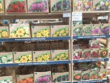 Sezon na sadzenie cebul wiosennych kwiatów. Nie tylko tulipany... Wybór jest ogromny