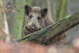 ASF wciąż jest groźny. Inspekcja weterynaryjna w Malborku apeluje do rolników, by informowali o padłych dzikach