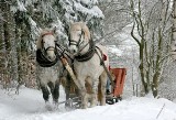 Zima 30-lecia zmrozi Polskę. Amerykańscy meteorolodzy ostrzegają przed śniegiem z Syberii i mrozem -20 st. C