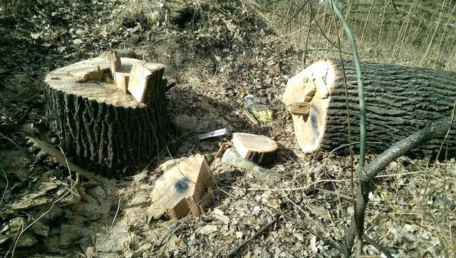 To zdjęcie z Żagania, gdzie zdaniem naszego Czytelnika w rejonie ul. Dworcowej wycięto około 30 drzew.