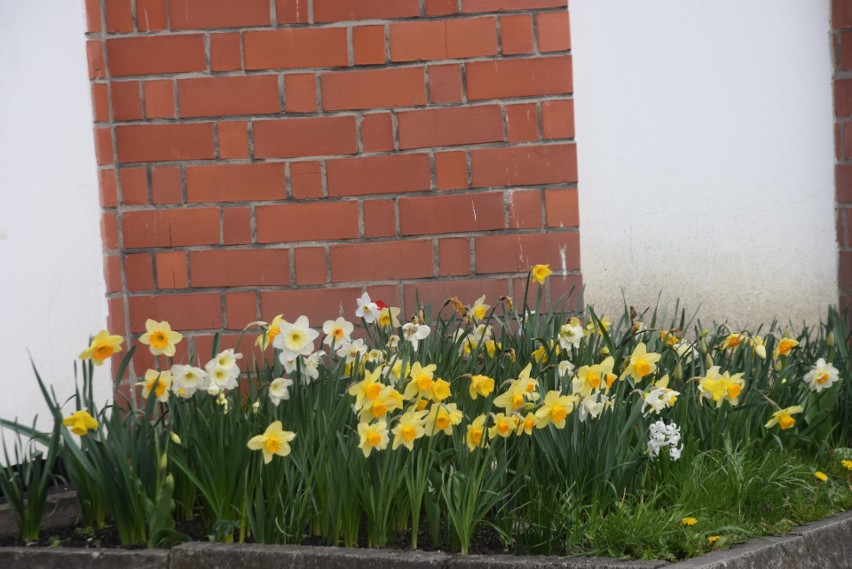 Wiosenne kwiaty przy kościele św. Krzysztofa w Tychach