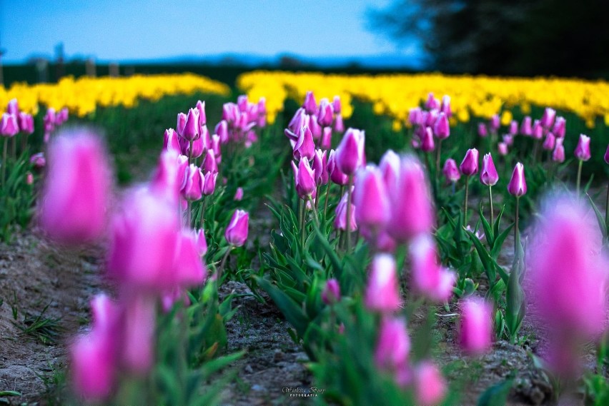 Holandia ma swoje ogrody tulipanów w Keukenhof, a Polska w Polance Wielkiej. To "morze tulipanów" robi wrażenie! [ZDJĘCIA] 31.05.2021