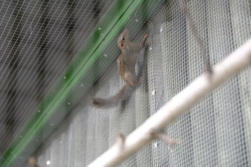 Tupaje to nowe zwierzęta w toruńskim Ogrodzie Zoobotanicznym