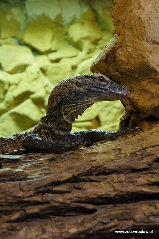 Warany z komodo w zoo we Wrocławiu