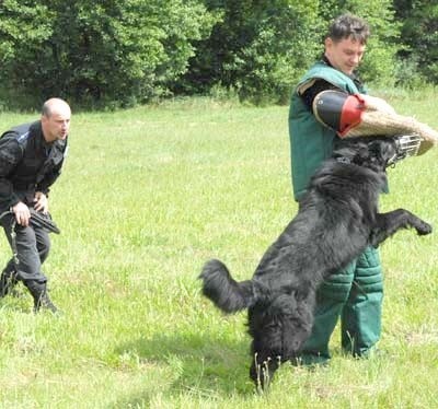 Waldemar Bakowicz ze Strzelec Kraj. pracuje razem ze swym partnerem Sato. Specjalnie dla nas zaprezentowali, jak wyglądają ćwiczenia psa na agresję.