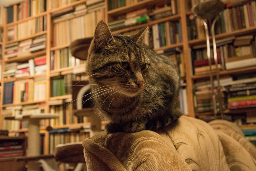 Super Pupil 2018. Kot Marian i jego kochający dom w Busku [ZDJĘCIA]
