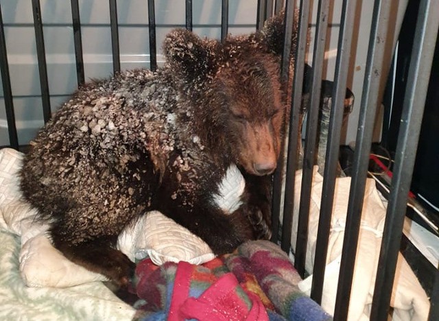 Niedźwiedź Ada trafił do Ośrodka Rehabilitacji Zwierząt Chronionych w Przemyślu.