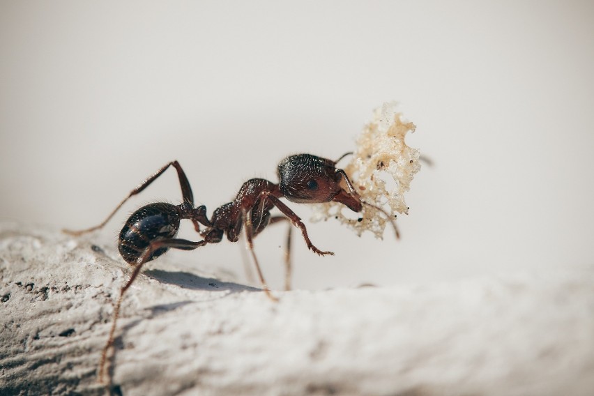 Mrówki wprowadzają się do naszych domów w poszukiwaniu...
