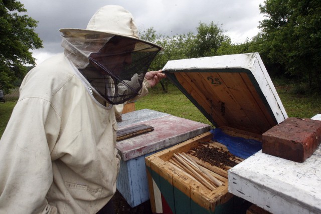 Pod Tarnowem jest wciąż wiele miododajnych terenów, na których pszczoły mają co zbierać