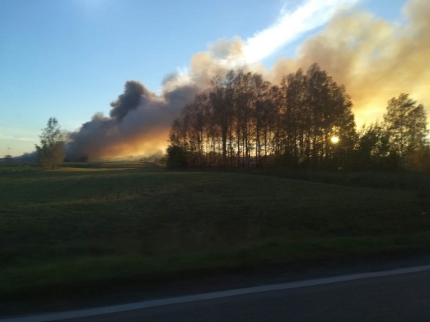 Pożar chlewni w Taciewie. Spłonęło 2,4 tysiąca świń. Z...