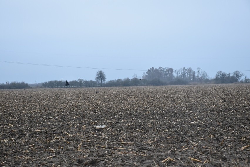 Zwłoki szczurów są rozszarpywane przez żerujące kruki. Widok...