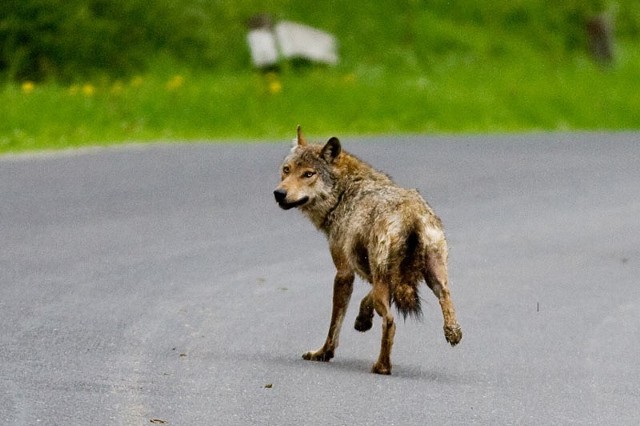 Wilk z natury unika kontaktu z człowiekiem. Spotkanie z nim za dnia i to we wsi, należy do rzadkości nawet w Bieszczadach, gdzie tych drapieżników jest więcej.