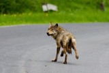 W gminie Bircza wilk atakuje w biały dzień. Nie boi się ludzi
